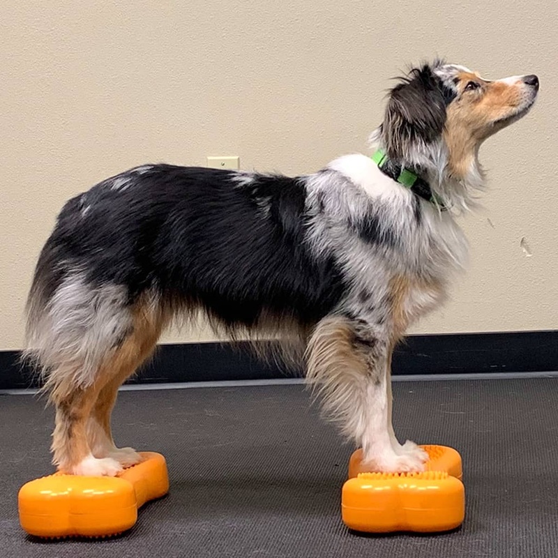 FitPAWS Pet Balance Platform Mini K9FITbone 2 pcs 29×16.5×6 cm