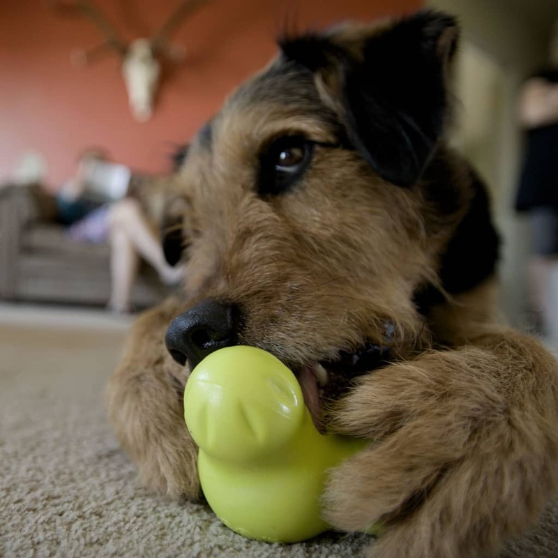 West Paw Dog Toy with Zogoflex Tux Granny Smith Green S